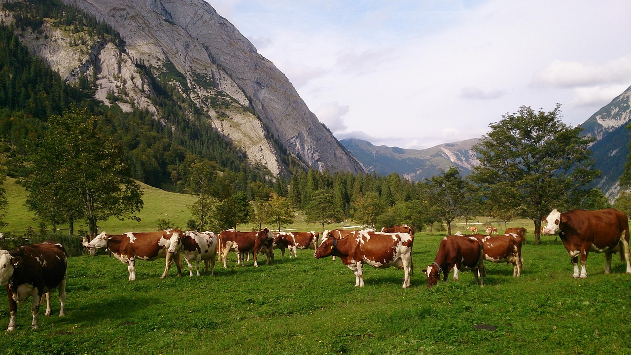 cow, kühe, landschaft, kühe, landschaft, landschaft, landschaft, landschaft, landschaft