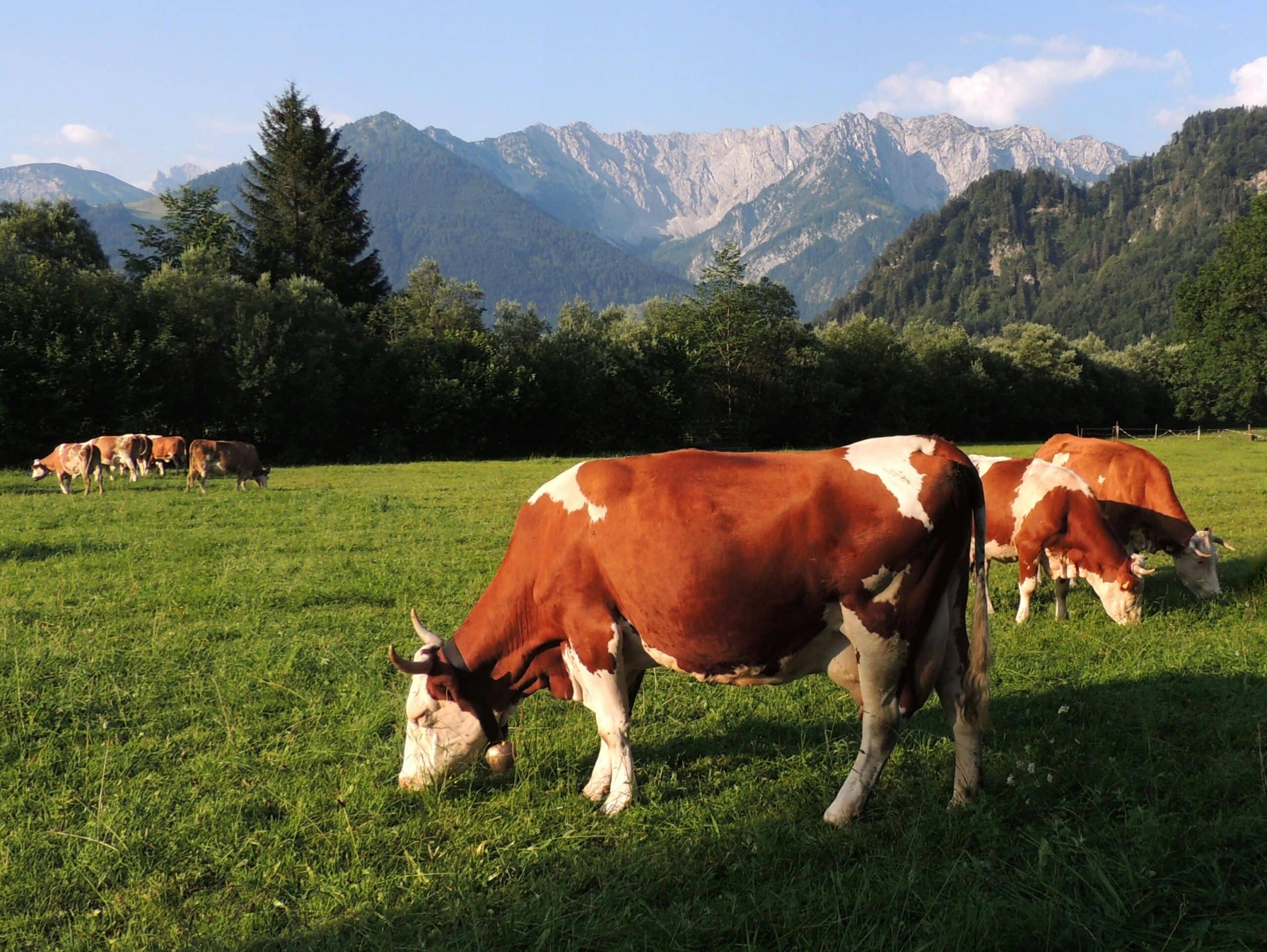 Cows grazing in a lush green field with scenic mountain views in Walchsee, Tirol.
